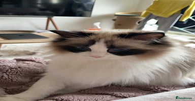 Ragdoll cats - Advert 6