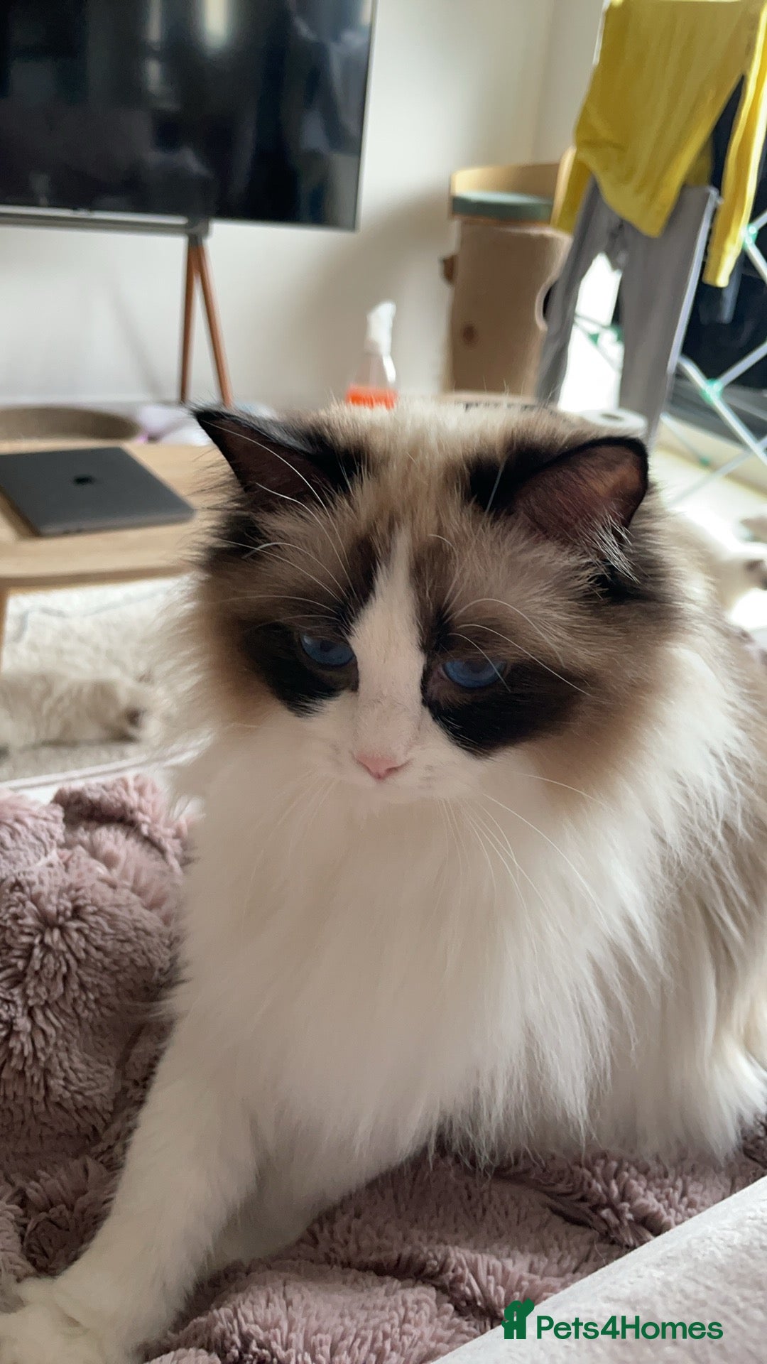 Ragdoll cats for sale: 💗 Tica Reg Ragdoll Kittens  - Image 1