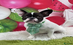 French Bulldog dogs for sale: Oreo French bulldog  - Image 2