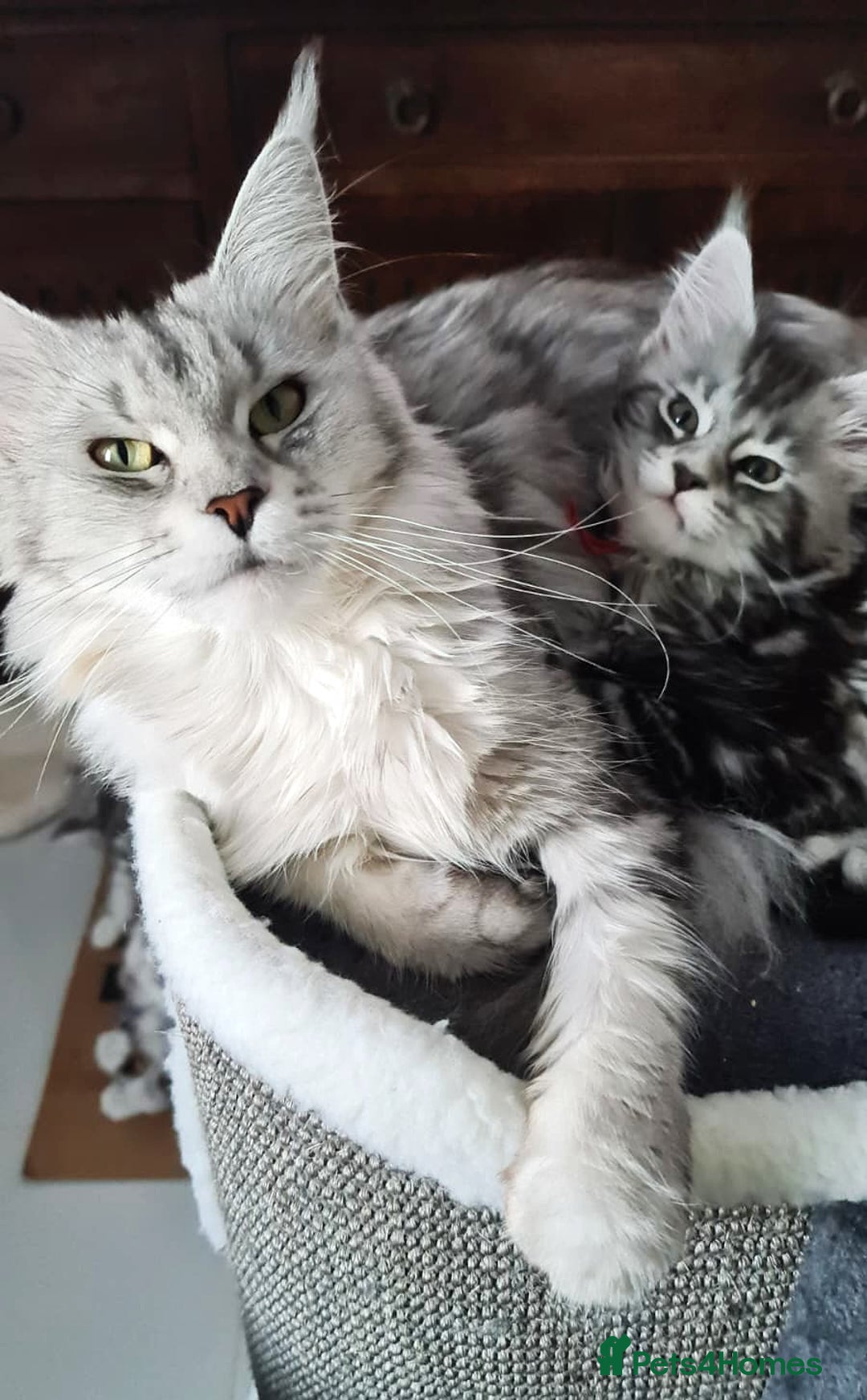 Maine Coon cats for sale: STUNNING XL PEDIGREE MAINE COON KITTENS - Image 29