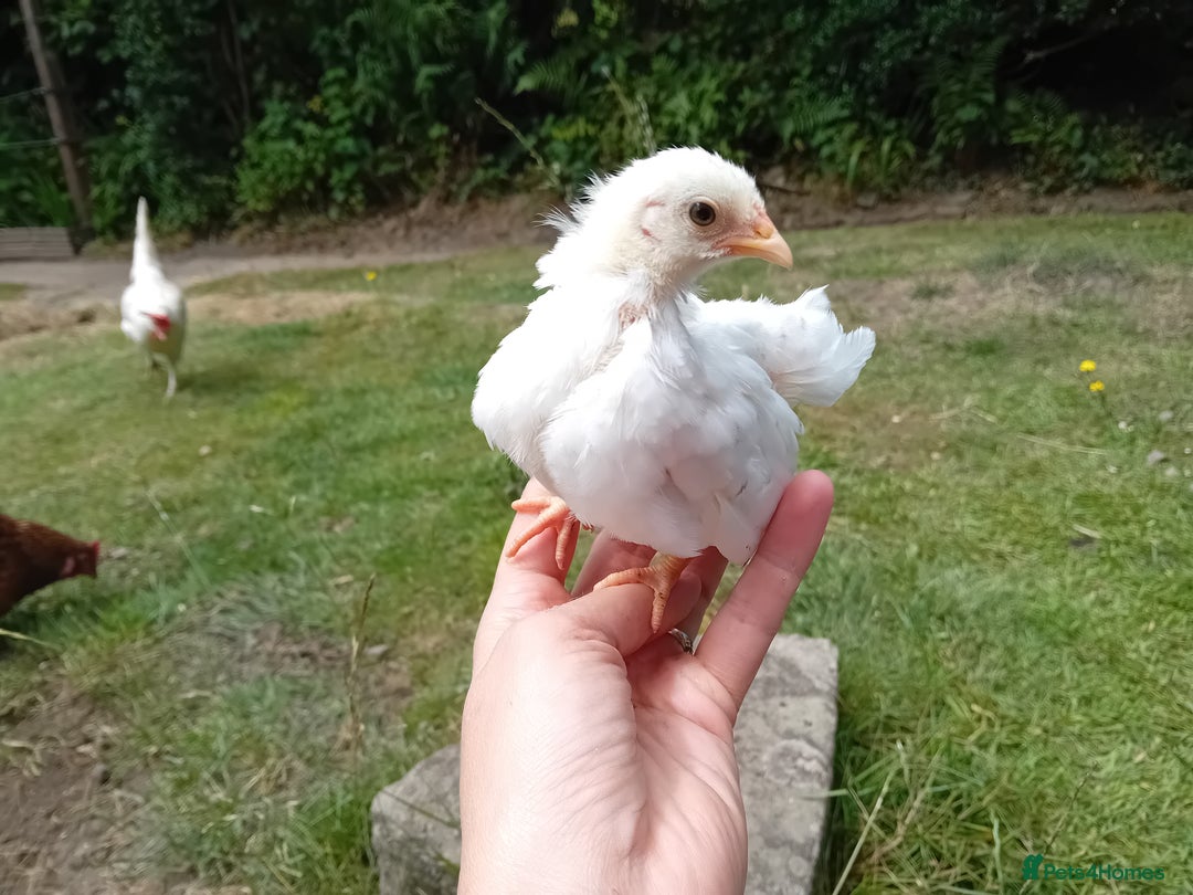Chickens poultry for sale: Beautiful Tame Serama Trio - Handled Daily - Image 10