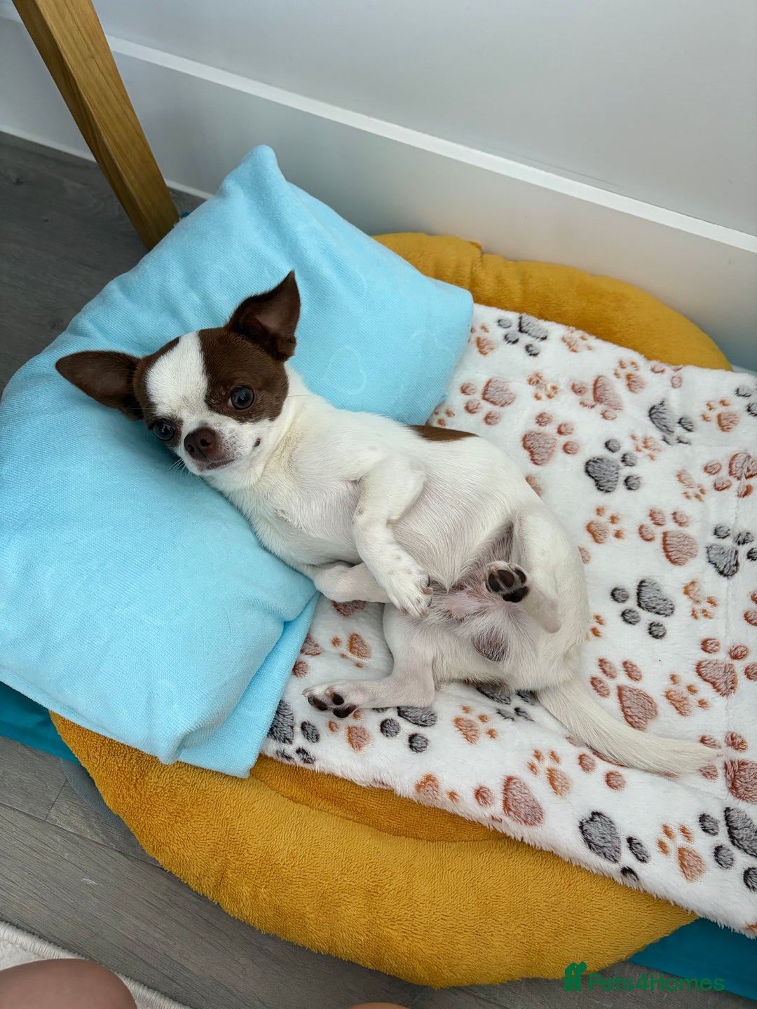 Chihuahua dogs for stud: Lucky  - Advert 5