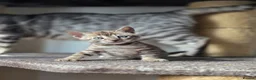 Bengal cats for sale: Gorgeous Health Tested Bengal Kittens  - Advert 21