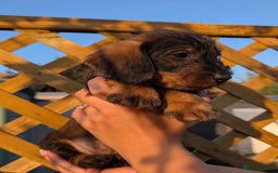 Dachshund dogs for sale: KC Register Standard Wirehaired Dachshund Puppies in Lincoln - Image 4