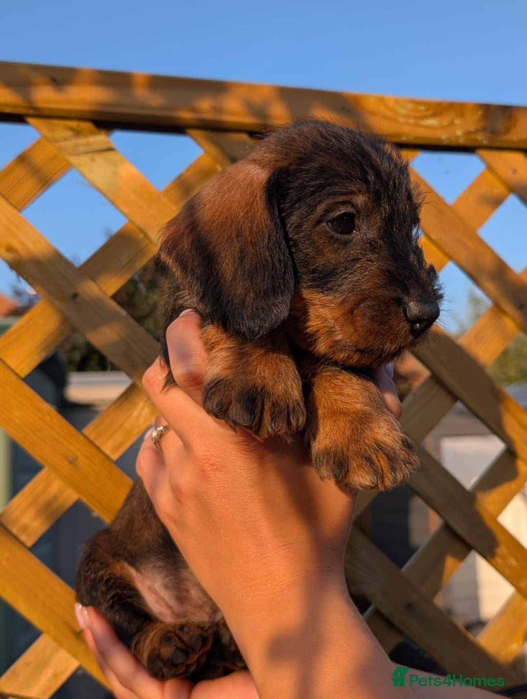 Dachshund dogs for sale: KC Register Standard Wirehaired Dachshund Puppies in Lincoln - Image 4