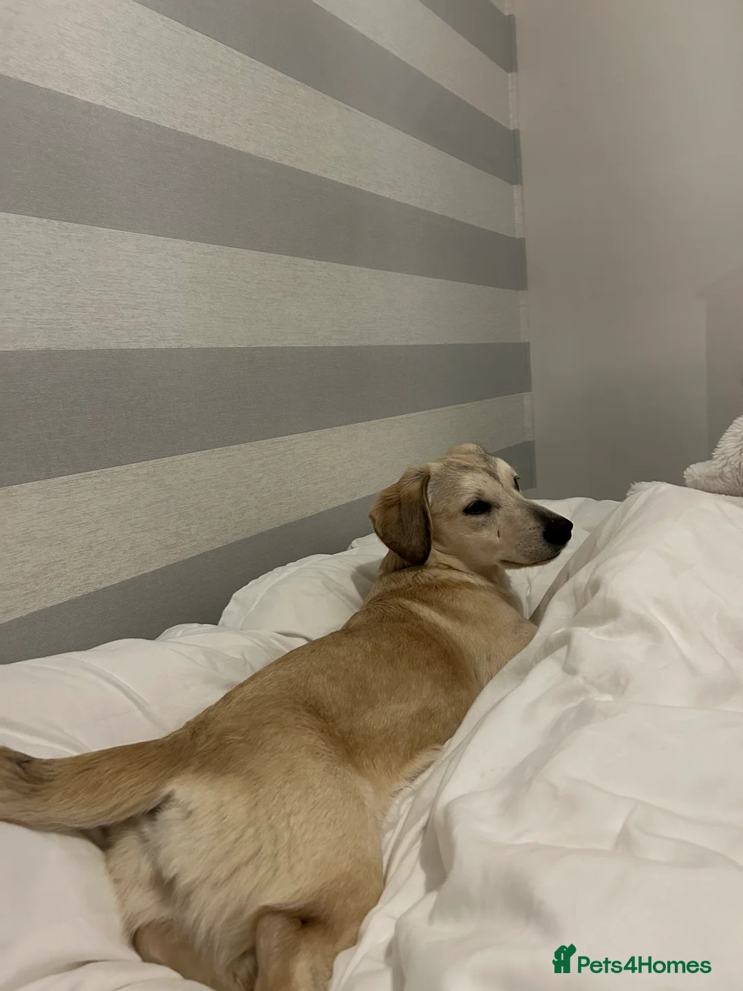 Mixed Breed dogs for adoption: ROXANNE - Advert 4