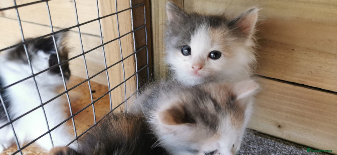 Siberian cats for sale: Registered Siberian Calico kittens  - Image 8