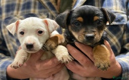 Jack Russell dogs for sale: Jack Russell Boys - Advert 2