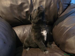 Shepsky dogs Shepski pups - Advert 10