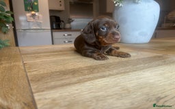 Miniature Dachshund dogs for sale: True miniature dachshund  - Image 6