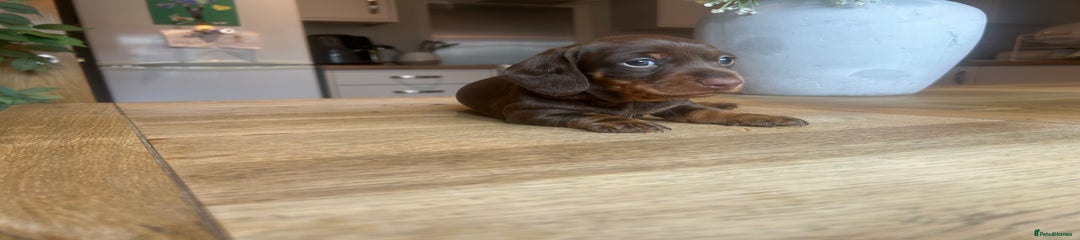 Miniature Dachshund Puppy 2