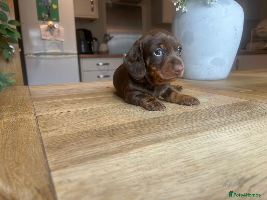 Miniature Dachshund dogs for sale: True miniature dachshund  - Image 6