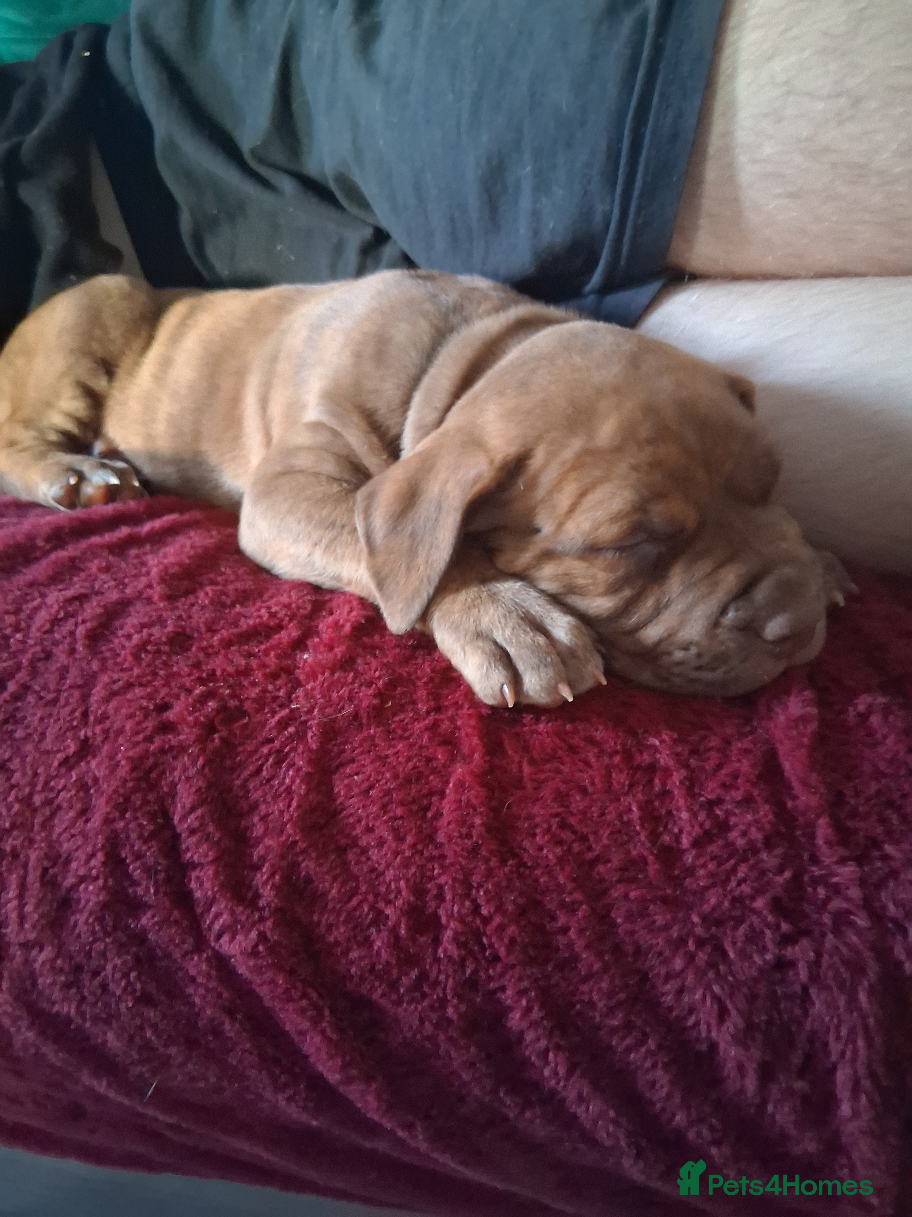 Mixed Breed dogs Presa canerio cross american bulldog cross - Advert 6