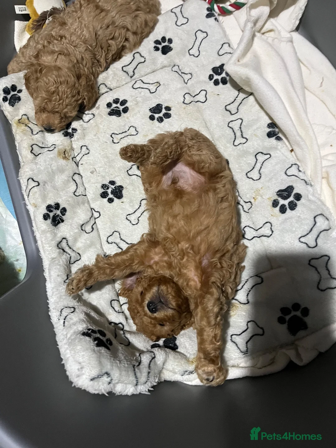 Poochon dogs for sale: F1B PUPPIES POOCHON CROSS TOY POODLE in Swansea - Advert 18