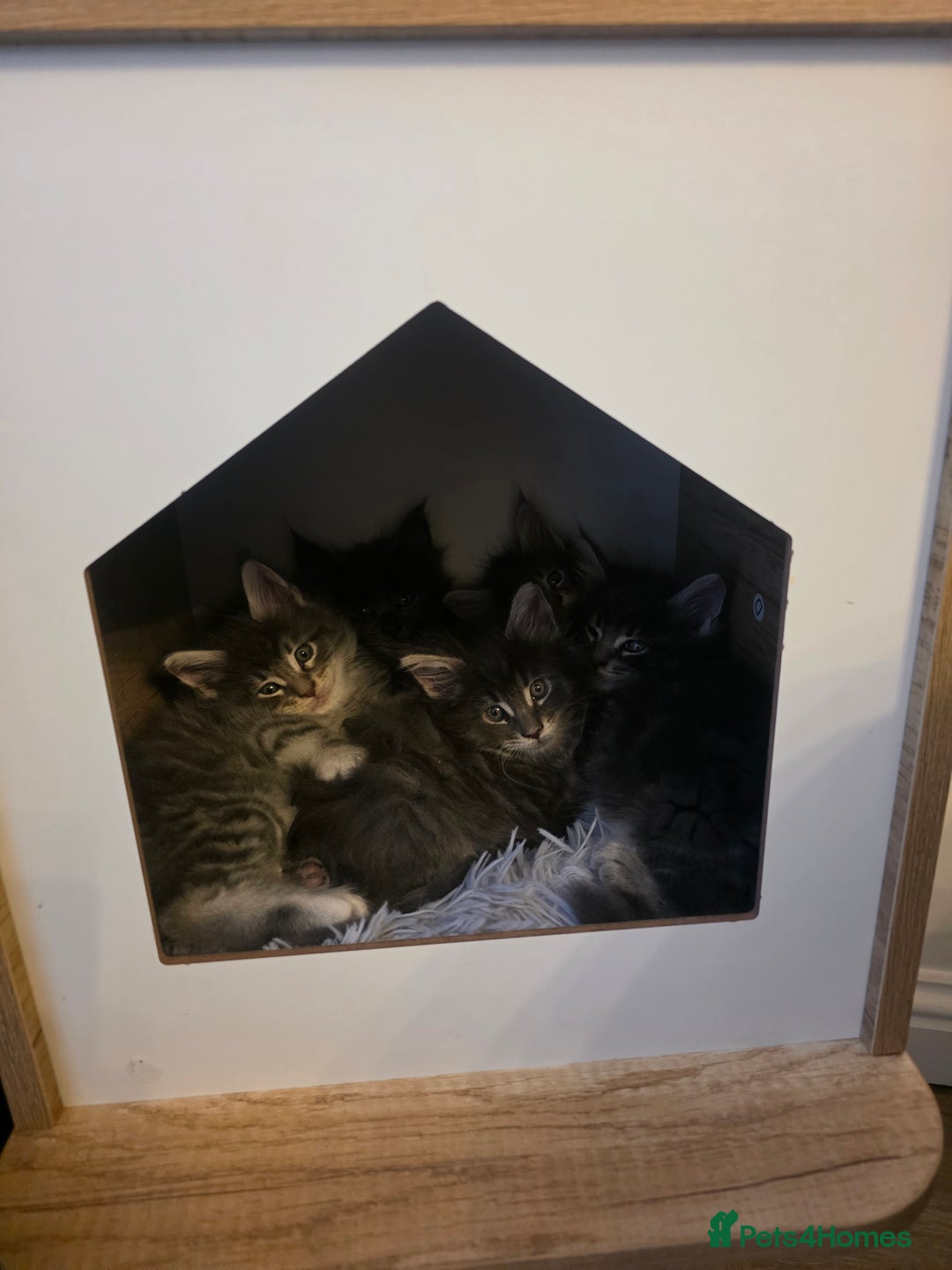 Maine Coon cats for sale: Maine Coon kittens  - Advert 26