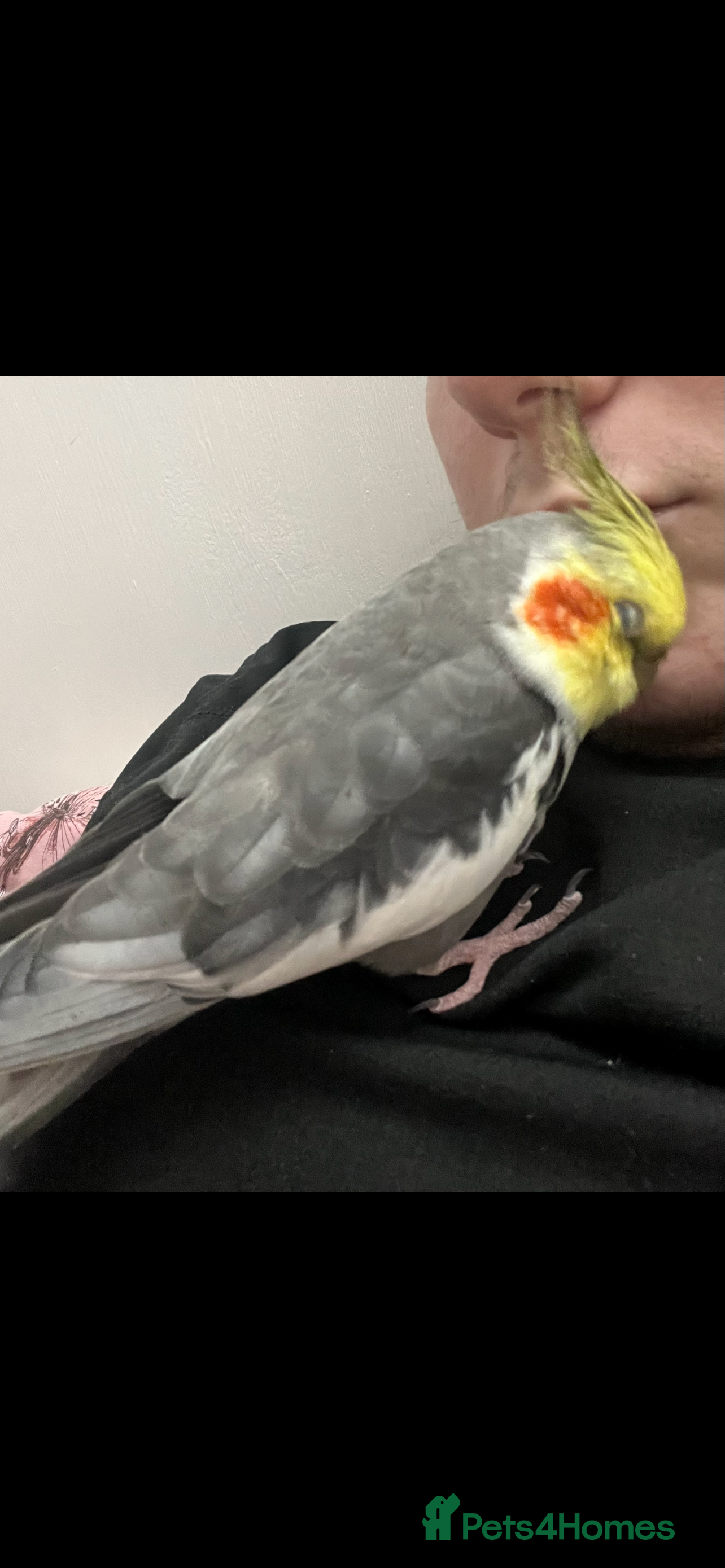 Cockatiels birds 3 cockatiels 2 girls 1 boy £100 all 3 - Advert 2