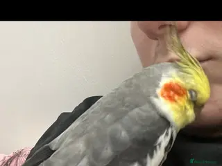 Cockatiels birds 3 cockatiels 2 girls 1 boy £100 all 3 - Advert 2