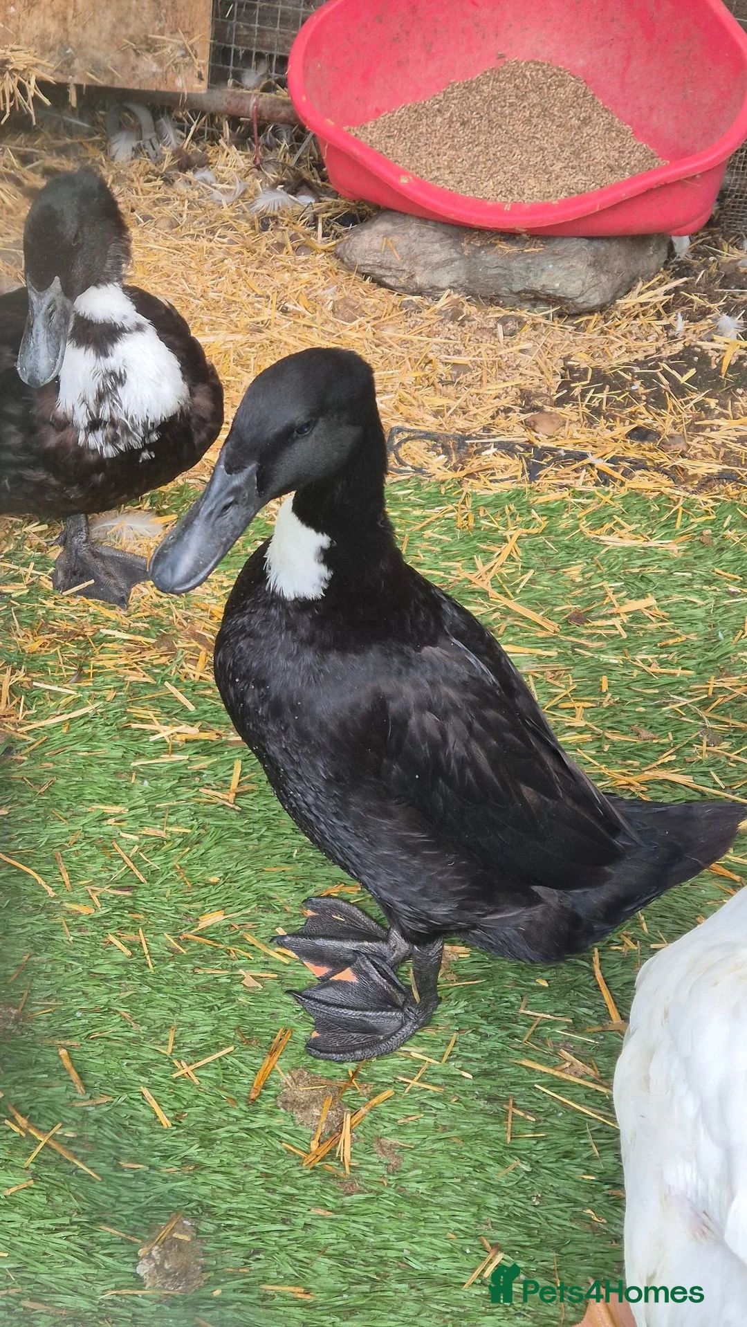 Ducks poultry for sale: Beautiful female duck  - Advert 5