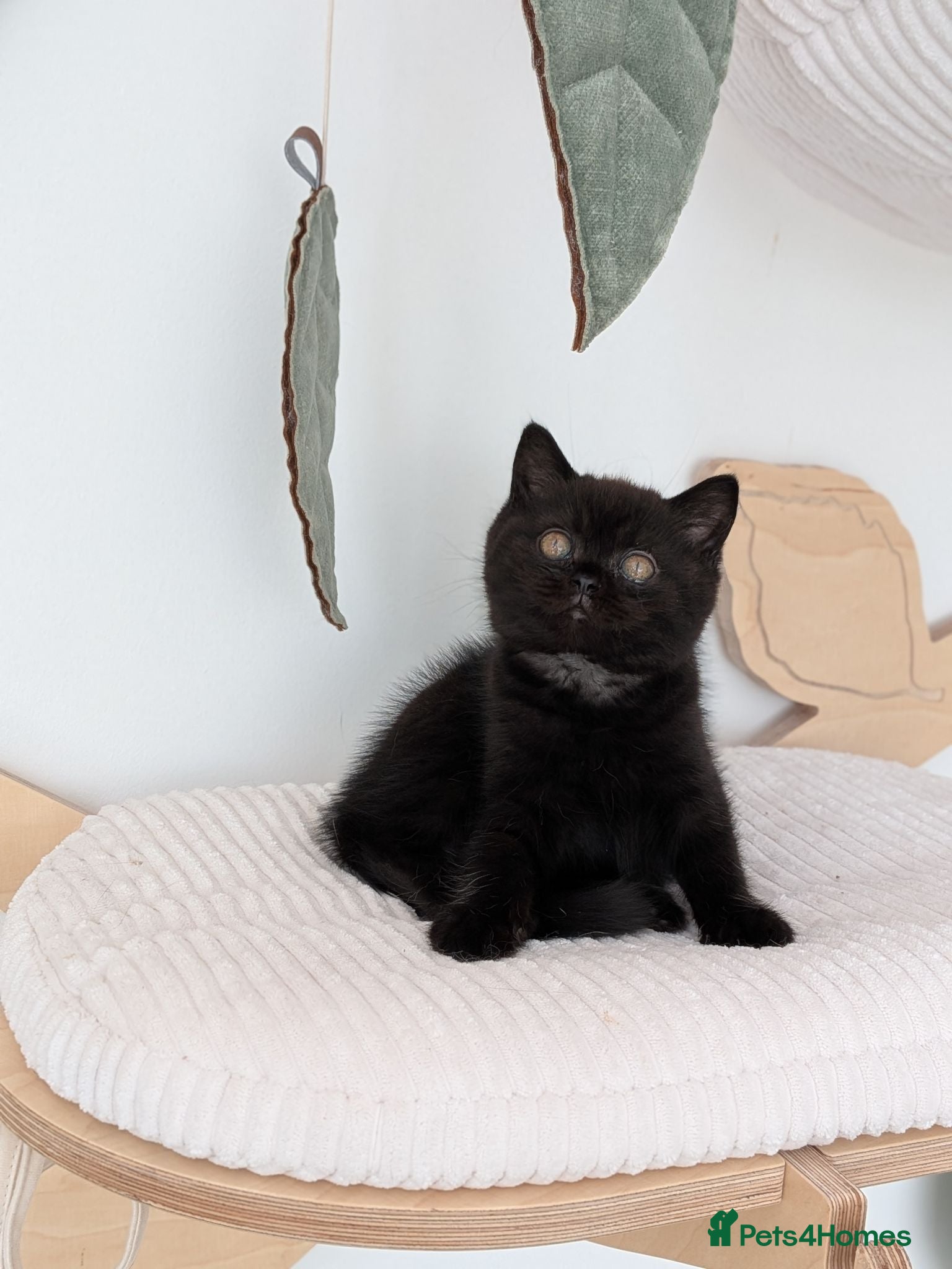 British Shorthair cats GCCF Registered Kittens  - Advert 1