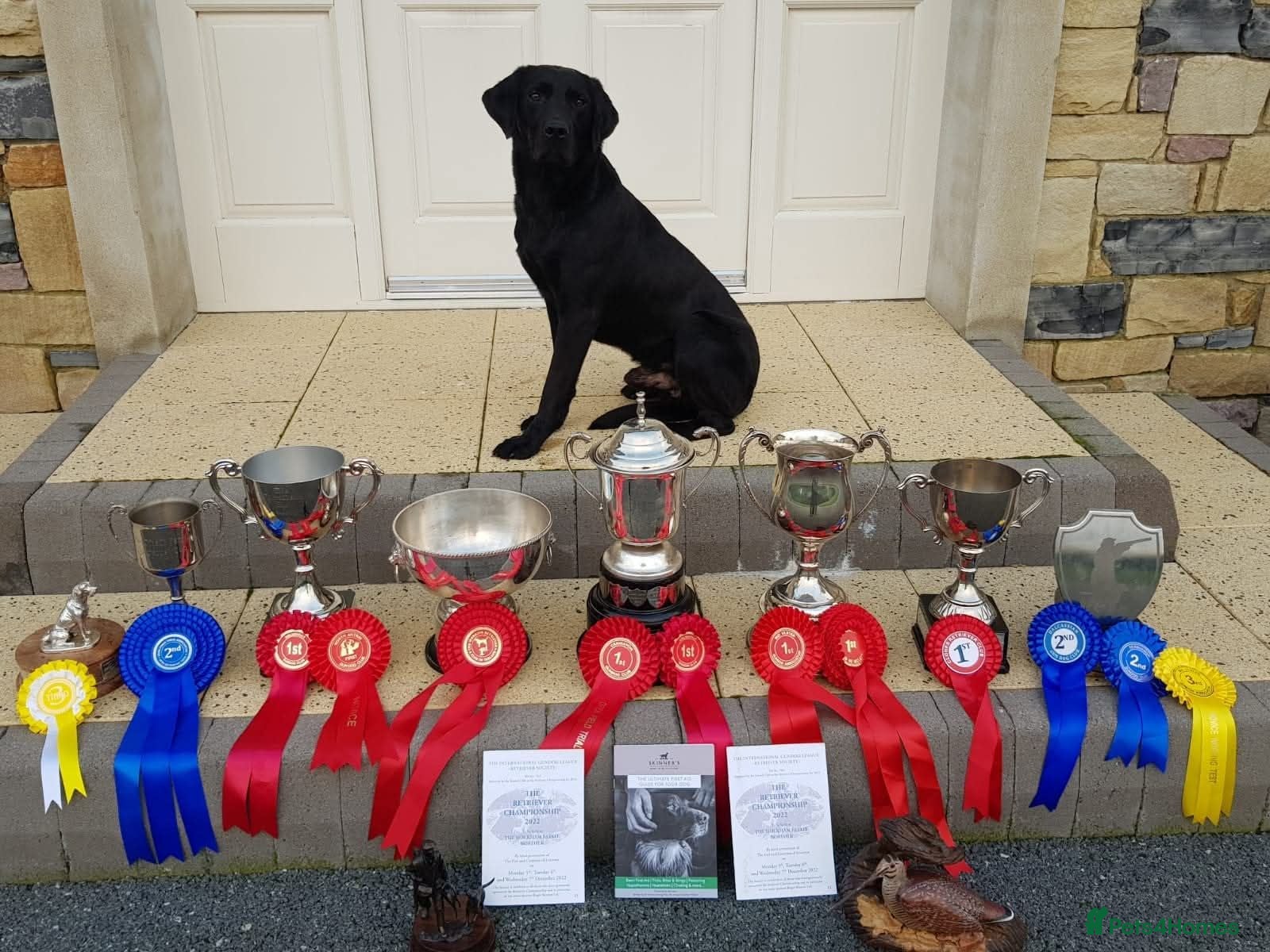 Labrador Retriever dogs Black Lab Pups INT FT Ch Sire Champion Bloodlines - Advert 1