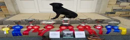 Labrador Retriever dogs for sale: Black Lab Pups INT FT Ch Sire Champion Bloodlines - Advert 1