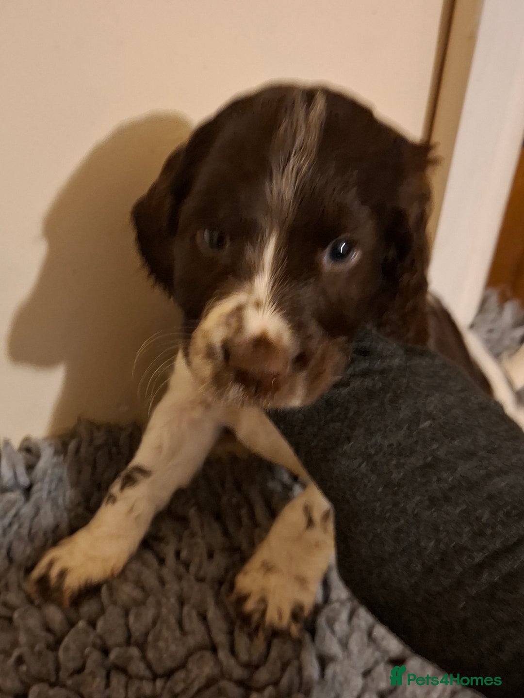 Cocker Spaniel dogs for sale: Cocker spaniel puppies - Advert 3