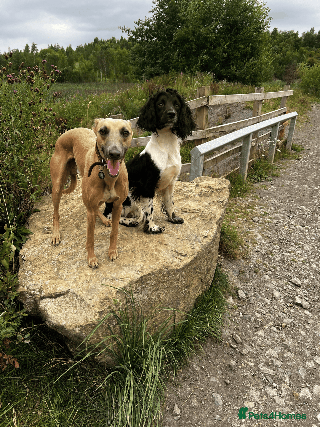 Whippet dogs for stud: Blue Fawn Proven Stud  - Image 6