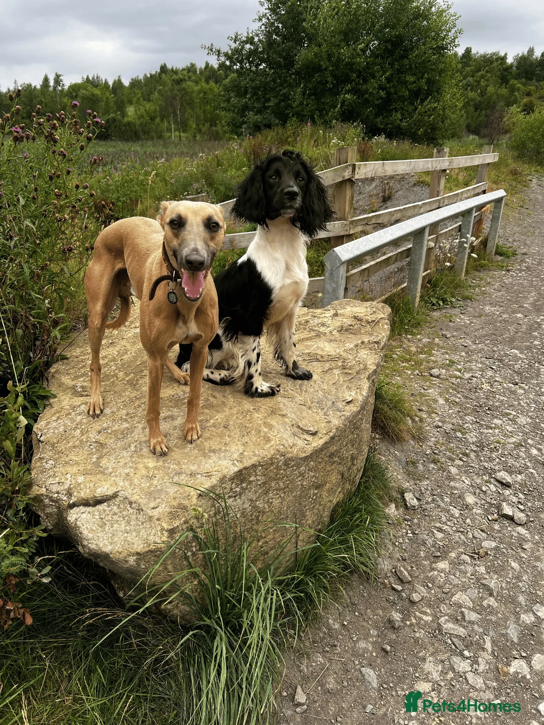 Whippet dogs for stud: Blue Fawn Proven Stud  - Advert 6