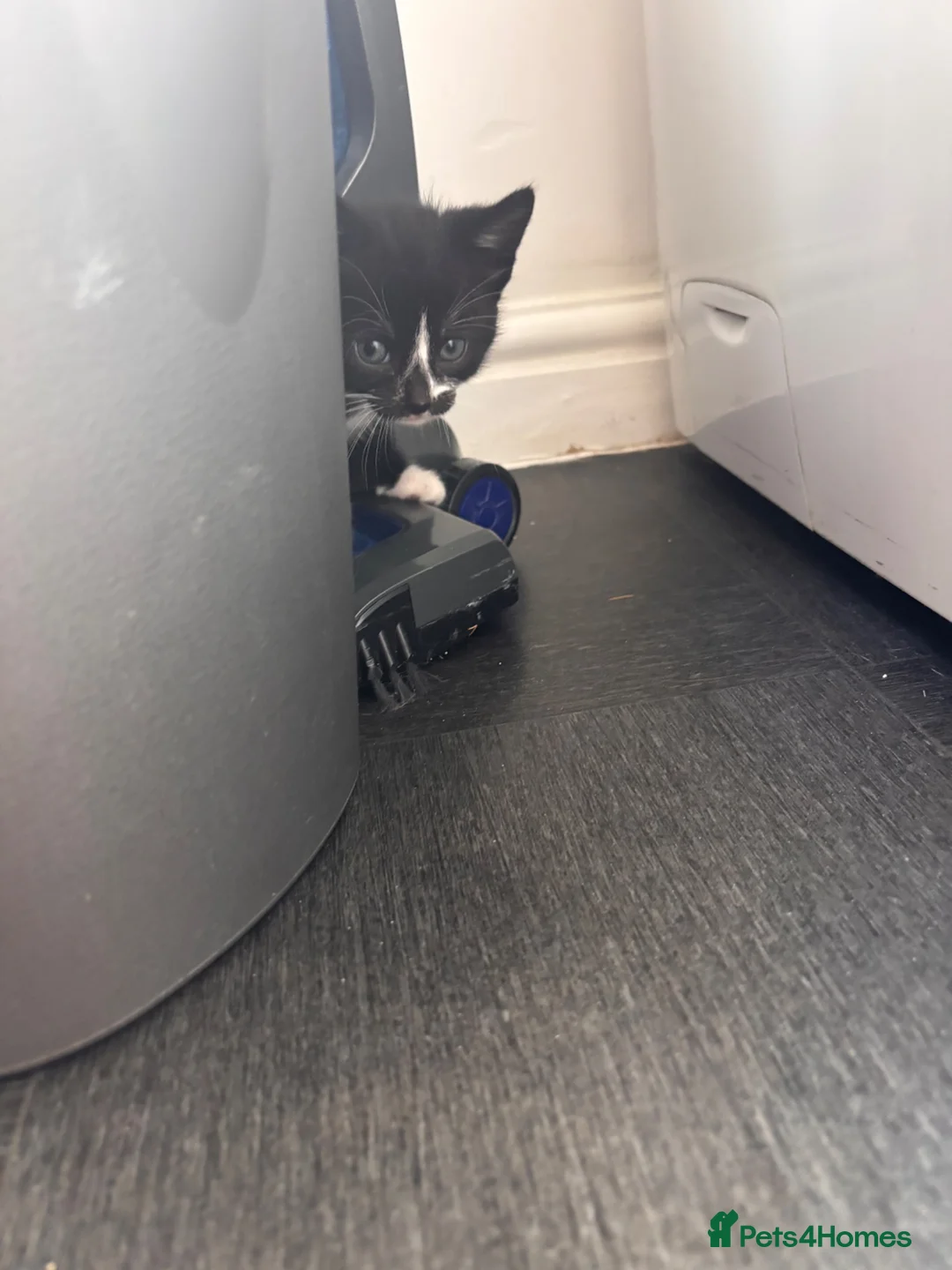 Mixed Breed cats for sale: Gorgeous kittens for sale  - Advert 13