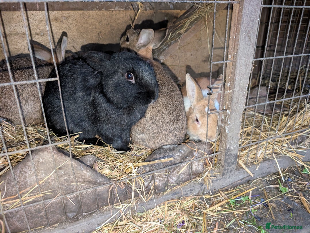 English rabbits for sale: Various Rabbits And Bunnies. Mixed Gender, colours - Advert 6