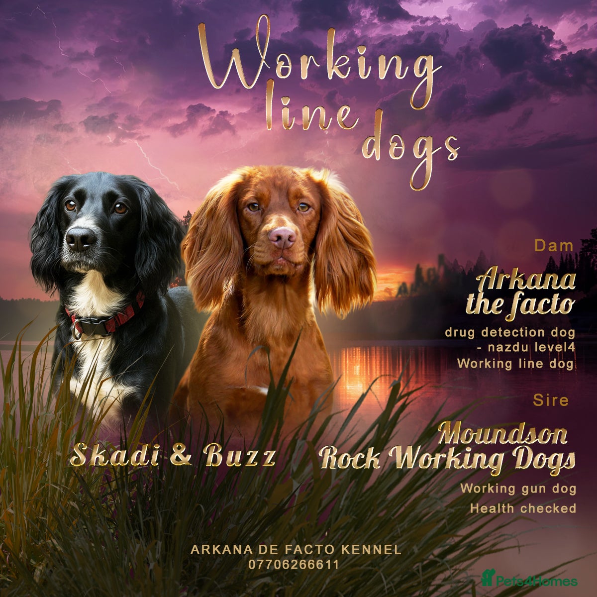 Sprocker dogs Sprocker Spaniel DWKC registered working line pups - Advert 1