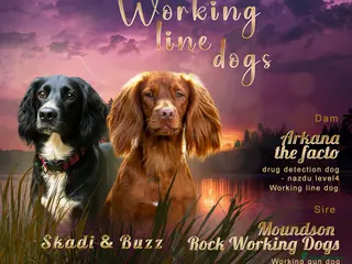 Sprocker dogs for sale: Sprocker Spaniel DWKC registered working line pups - Advert 1