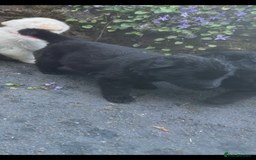 German Shepherd dogs for sale: ONE GIRL AVAILABLE -German shepherd puppies - Image 5