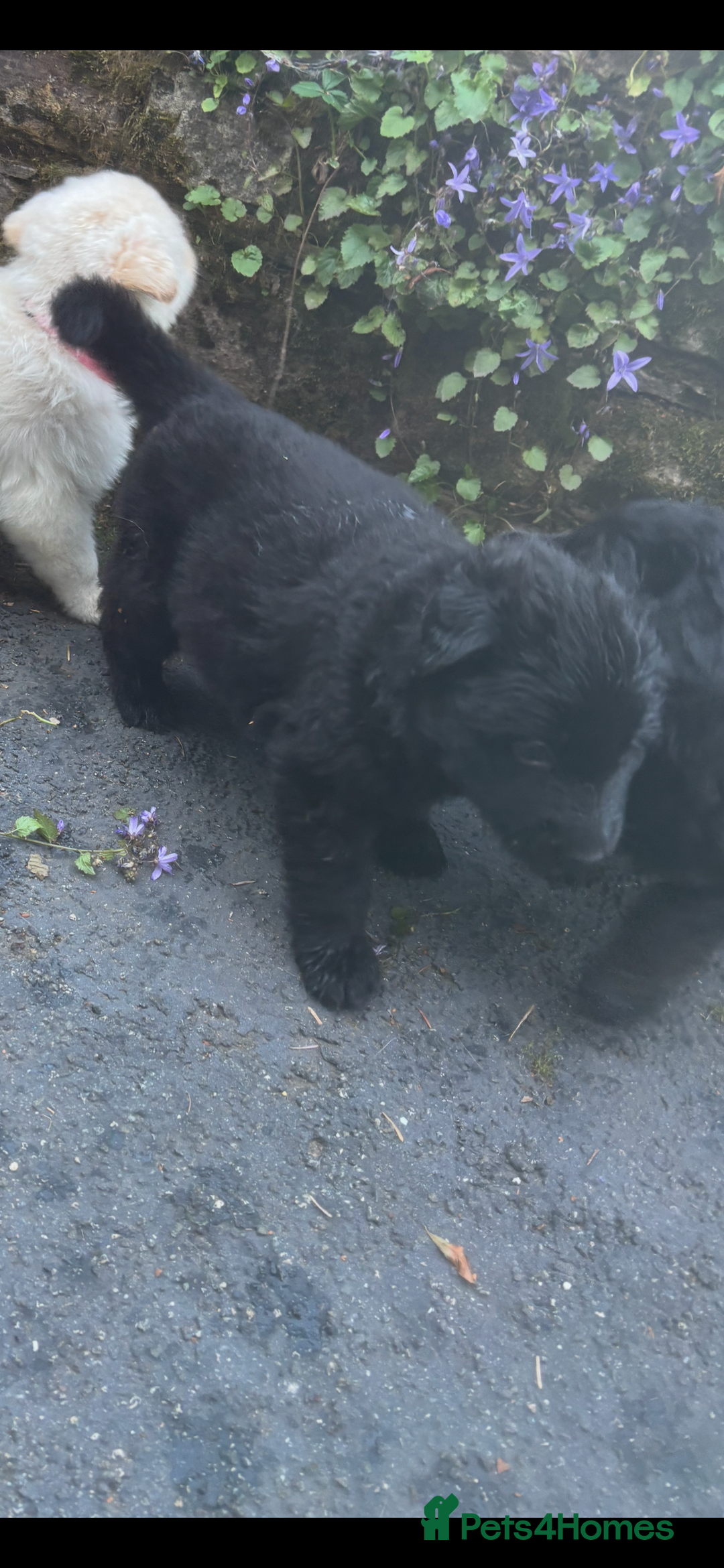 German Shepherd dogs for sale: ONE GIRL AVAILABLE -German shepherd puppies - Image 5
