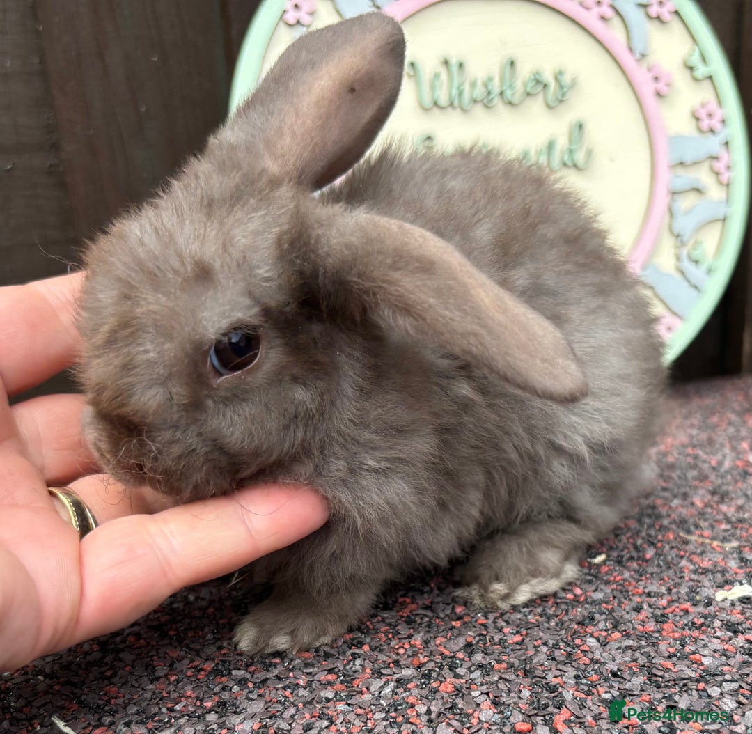 Mini Lop rabbits for sale: Mini Plush Lop - Image 5