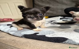 French Bulldog dogs for sale: Fluffy French Bulldogs - Image 11