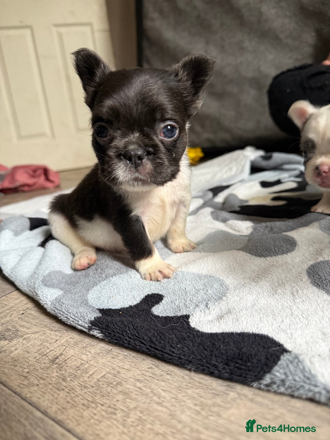 French Bulldog dogs for sale: Fluffy French Bulldogs - Image 11