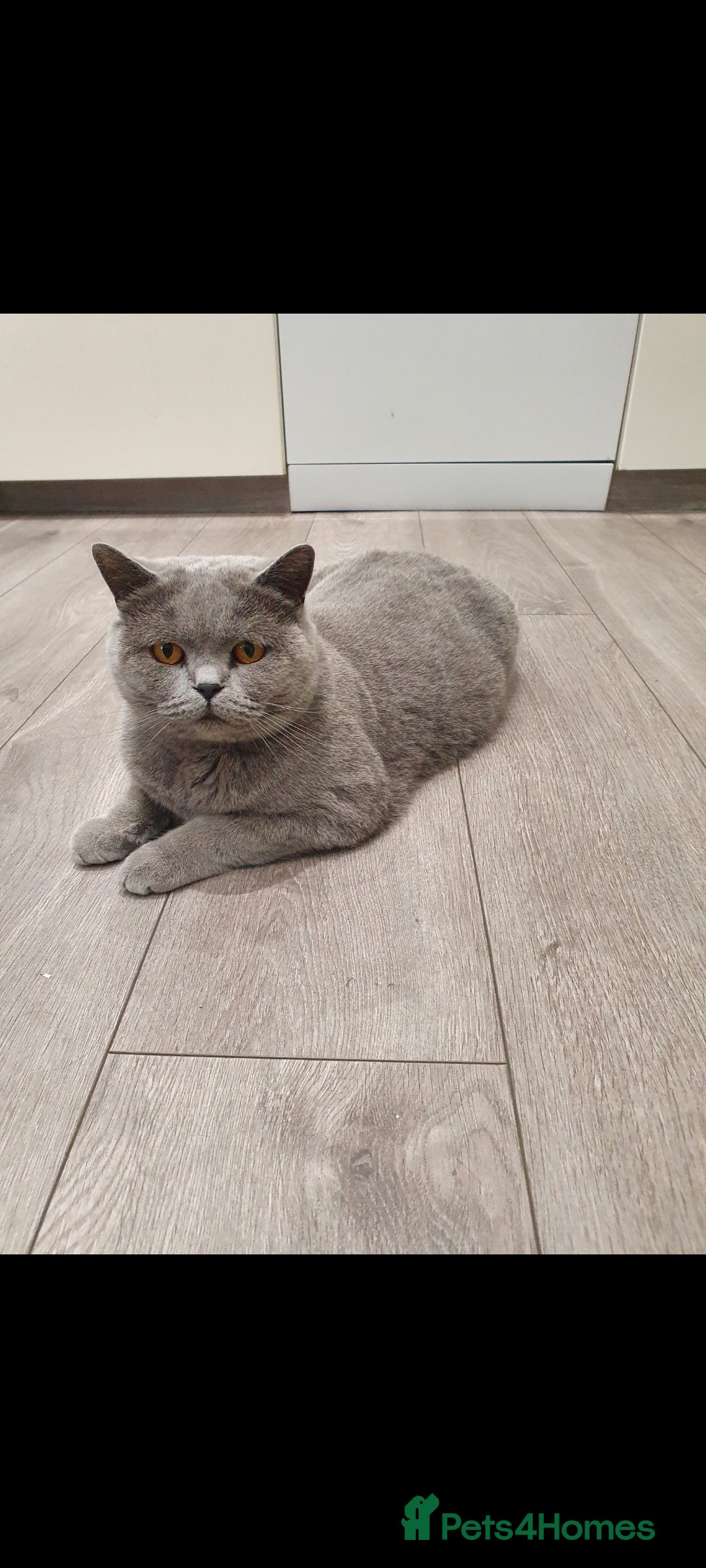 British Shorthair cats for sale: British shorthair kittens *LAST KITTEN* - Advert 11