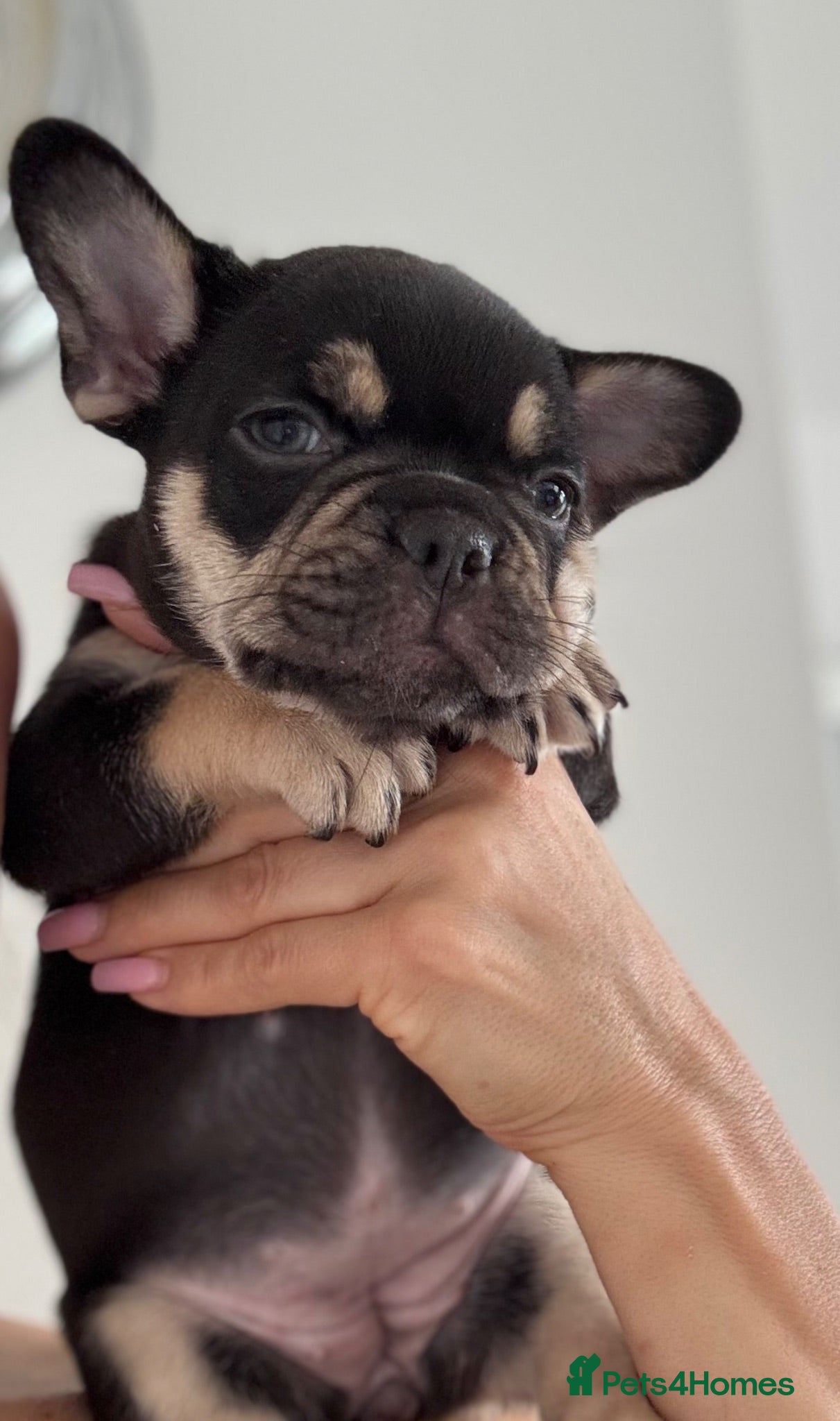 French Bulldog dogs Outstanding French Bulldog puppies  - Advert 1