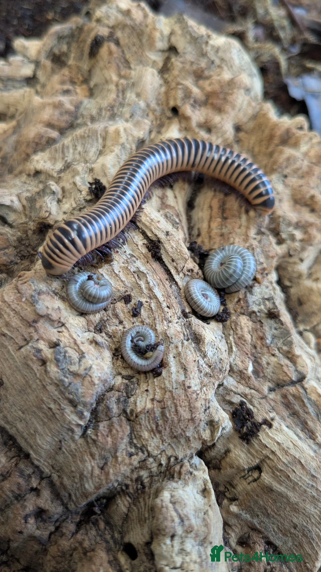 Millipedes invertebrates for sale: Red Fire and Ivory Millipedes  - Advert 2