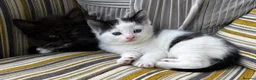 Mixed Breed cats for sale: Fluffy kittens ❤️ - Advert 7
