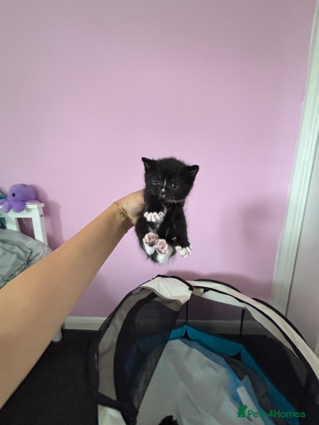 British Shorthair cats for sale: British mixed short hair  - Image 2