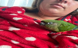 Conures birds for sale: Peanut the Green Cheek conure - Advert 14