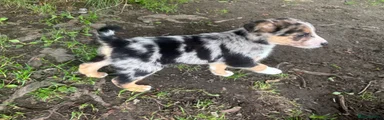 Merle male
