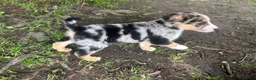 Mixed Breed dogs for sale: Malinios x Collie  in Barnoldswick - Advert 10