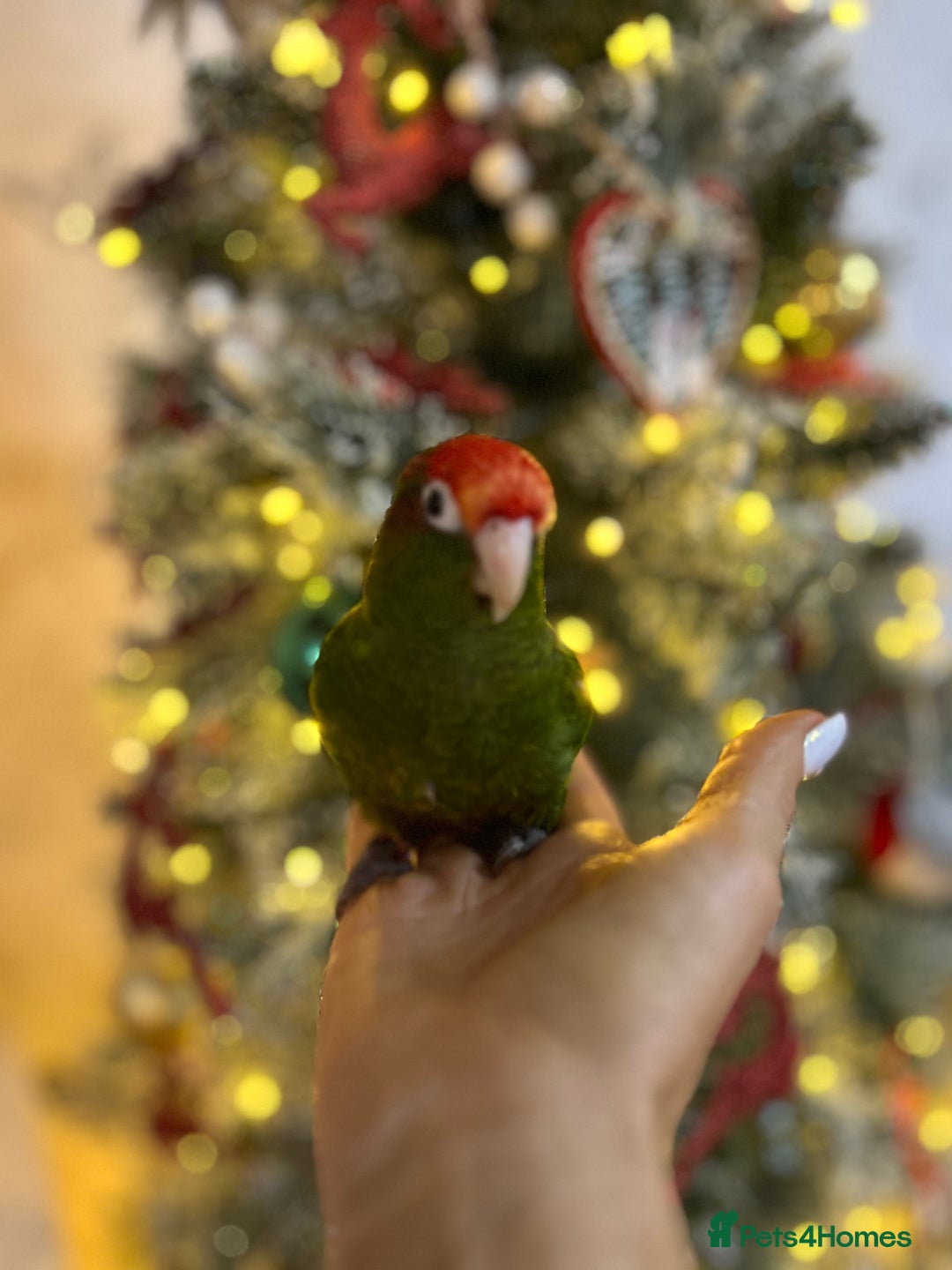 Conures birds for sale: Rose Crowned Conure ‘hand reared’  - Advert 2