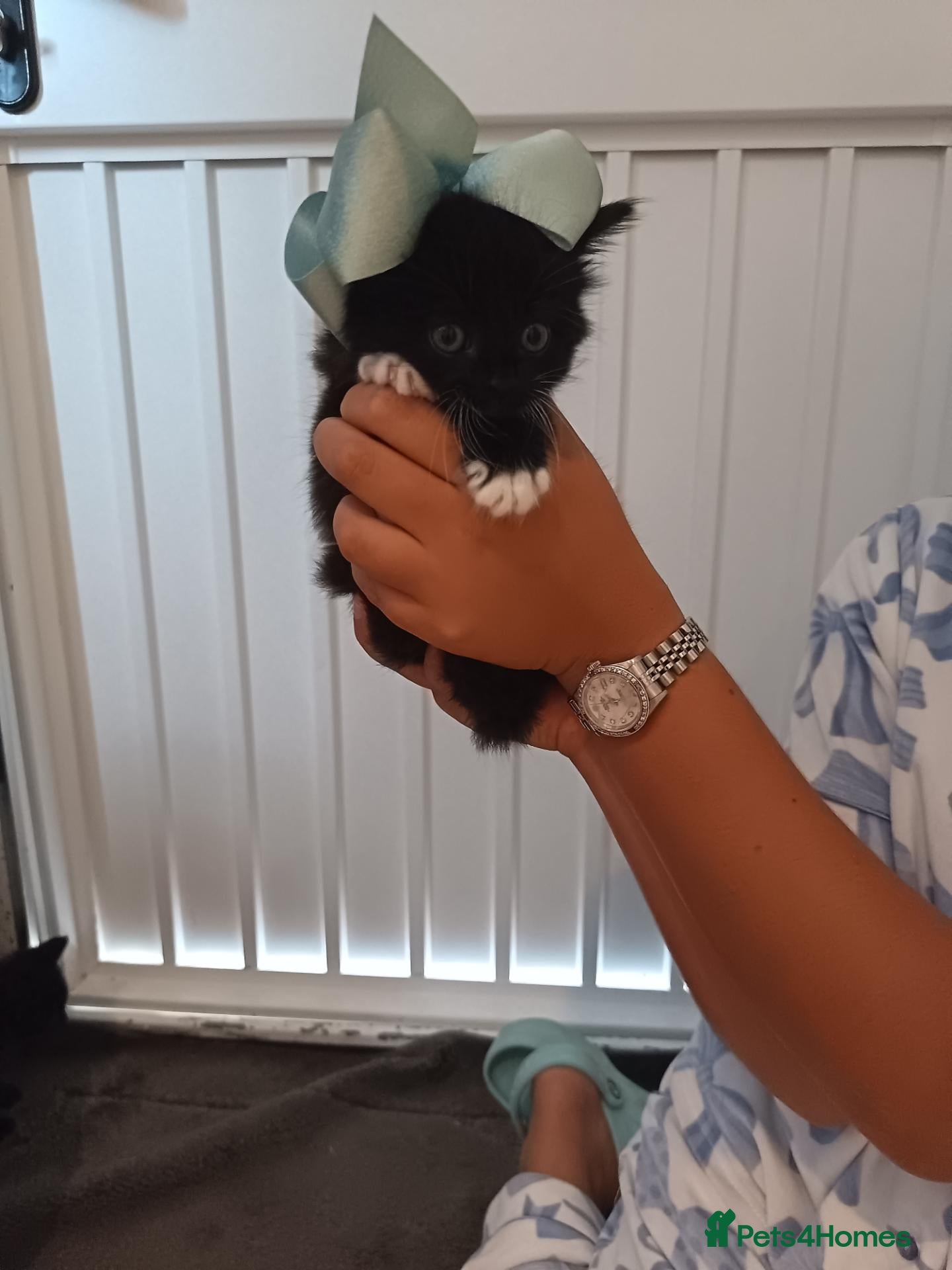 Mixed Breed cats Mix breed kittens - Advert 9