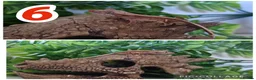 Gecko reptiles for sale: Crested Gecko babies  - Advert 6