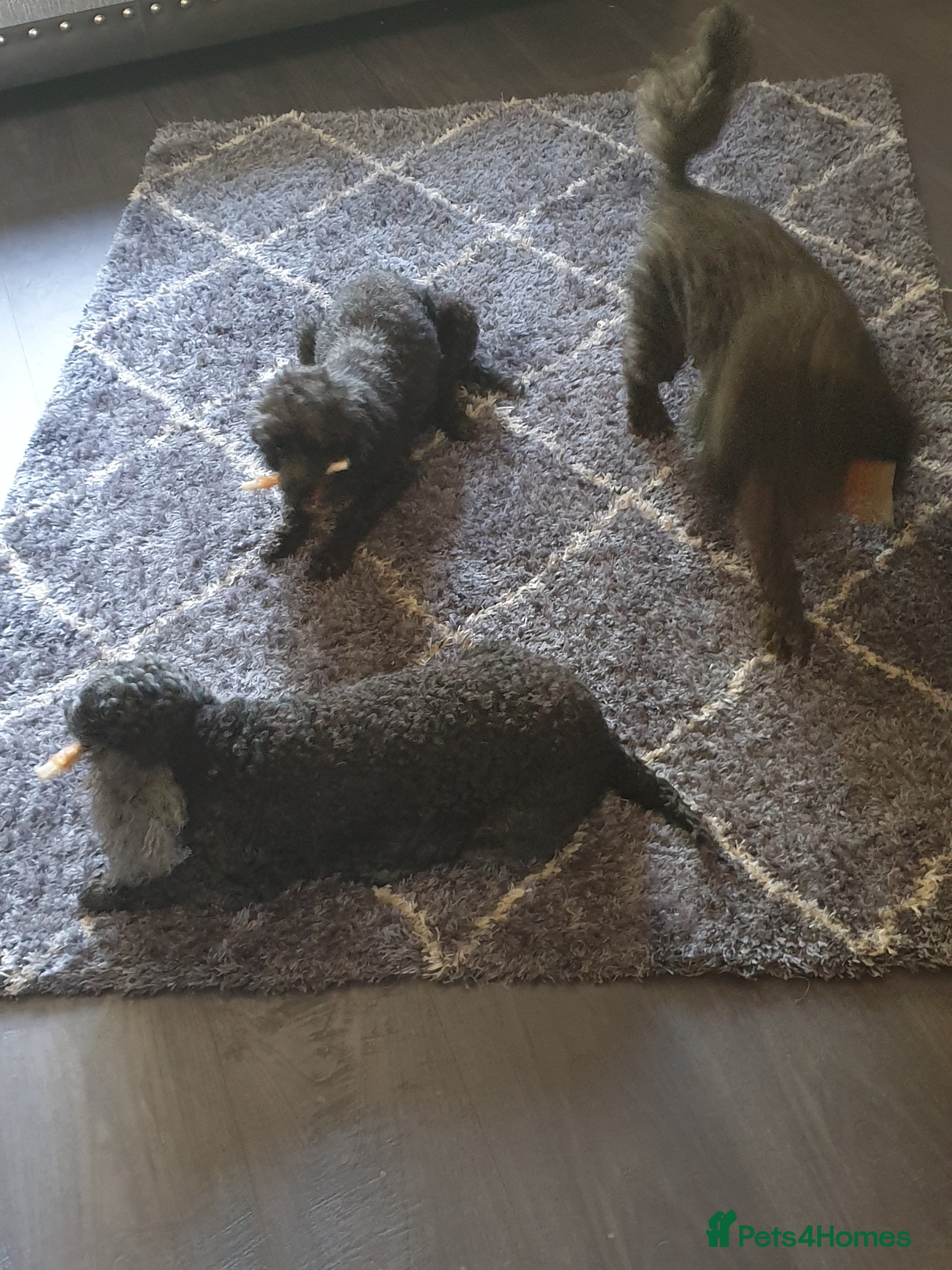 Poodle dogs Mixture poodles  - Advert 1