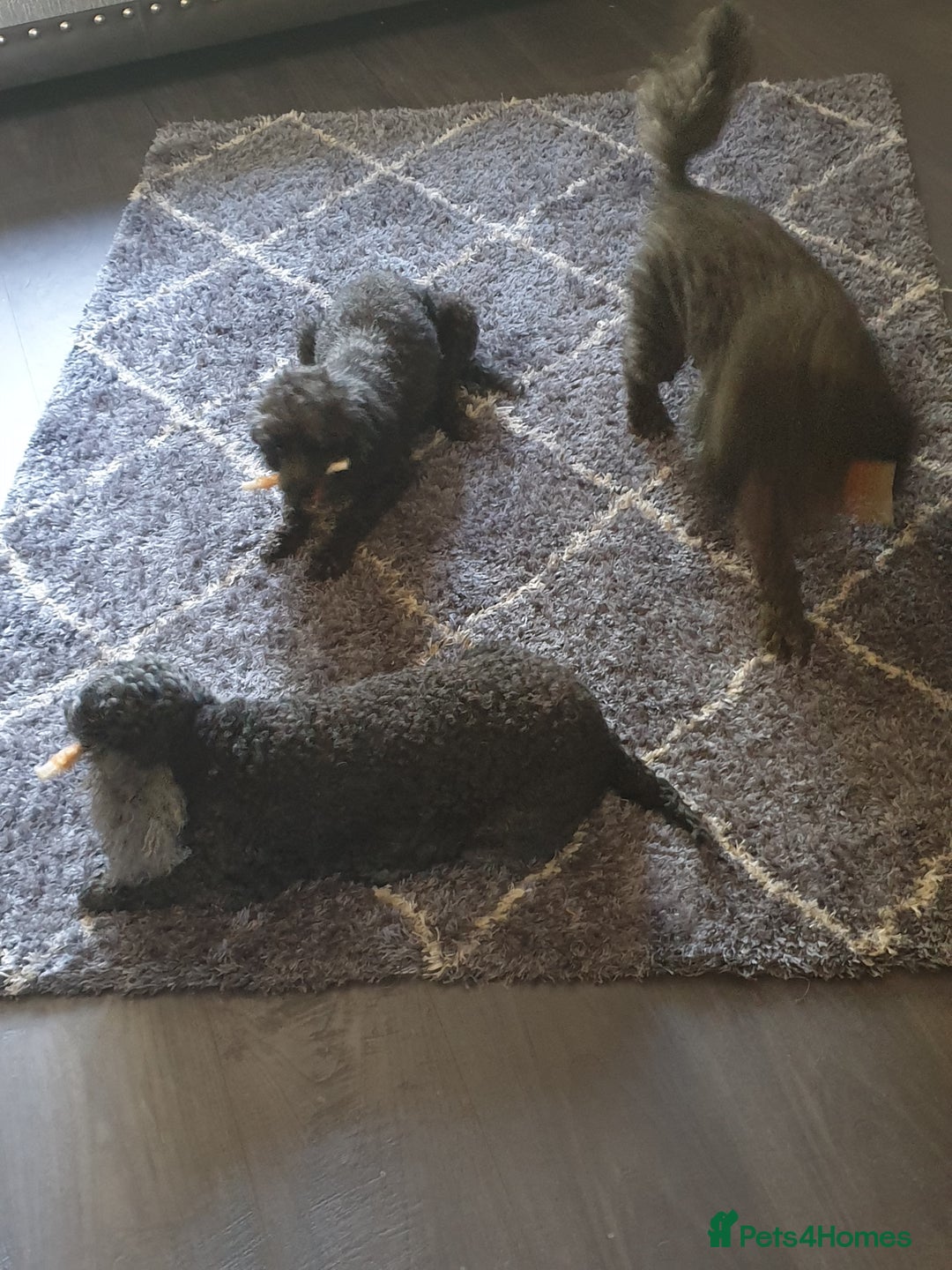 Poodle dogs for sale: Mixture poodles  - Advert 1